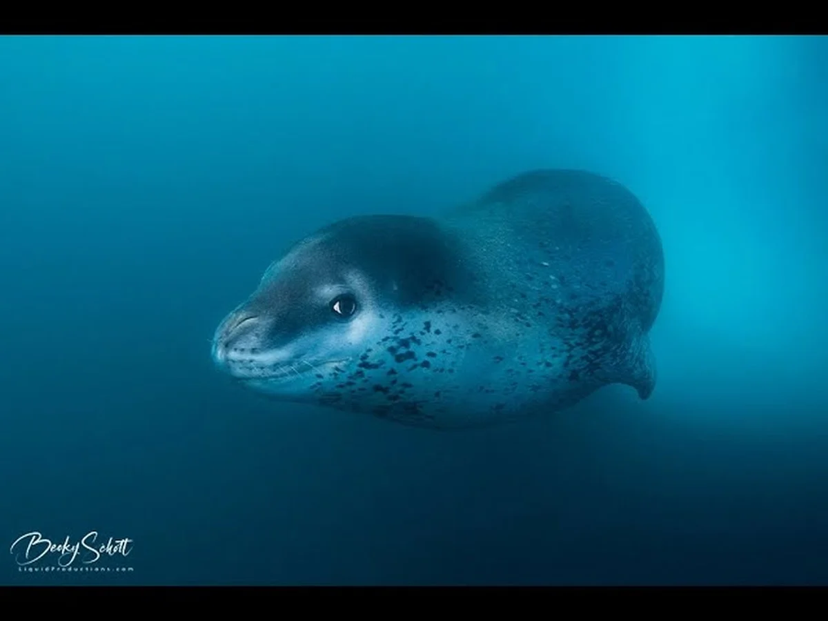Odborník strávil 15 let v Antarktidě a pořídil možná první podvodní fotku tuleně Rossova - image 1