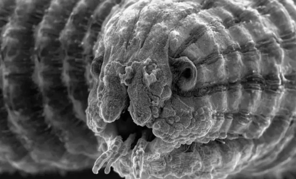 Oživlý červ v permafrostu: Vědci objevili, proč tento 46 000 let starý organismus přežil