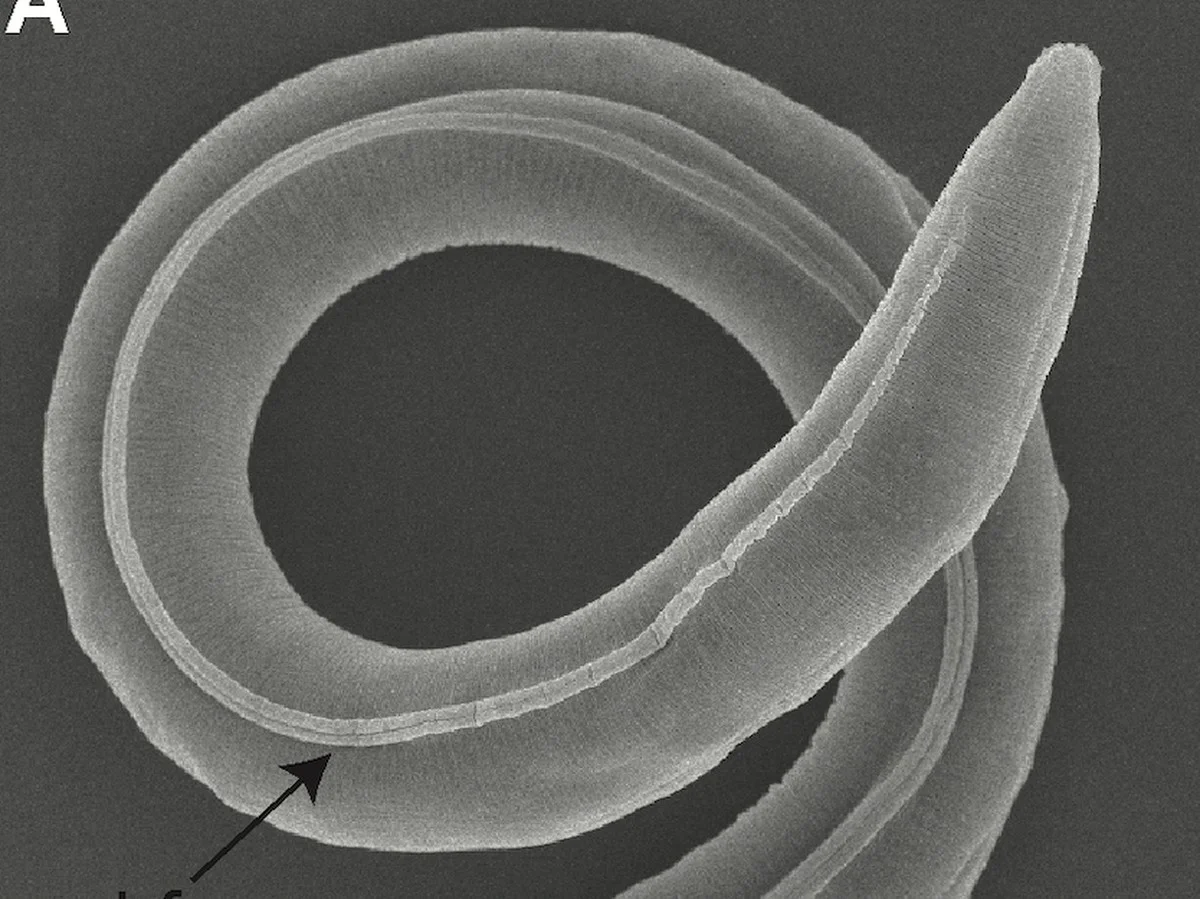 Oživlý červ v permafrostu: Vědci objevili, proč tento 46 000 let starý organismus přežil - image 1