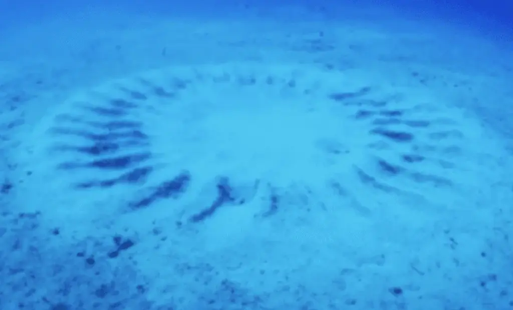 Potápěči objevili u Japonska kruhy, které na dně oceánu maluje mistrný umělec