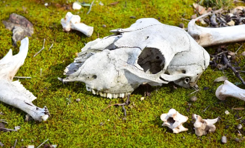 Pravěkí obři, kteří skákali: Klokani z Pleistocene byli překvapivě hbití, naznačuje studie fosilií.