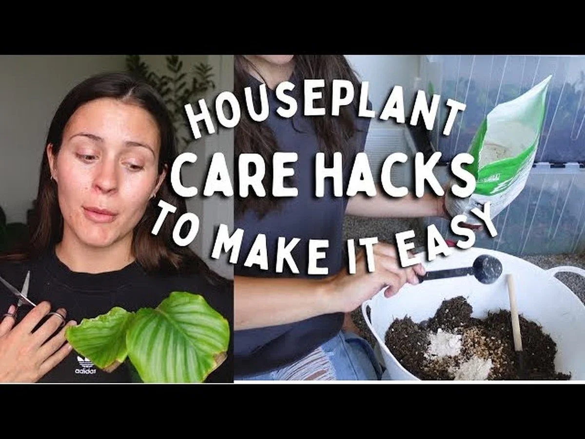 Proč dává zkušený zahradník houbu na dno květináče - image 2