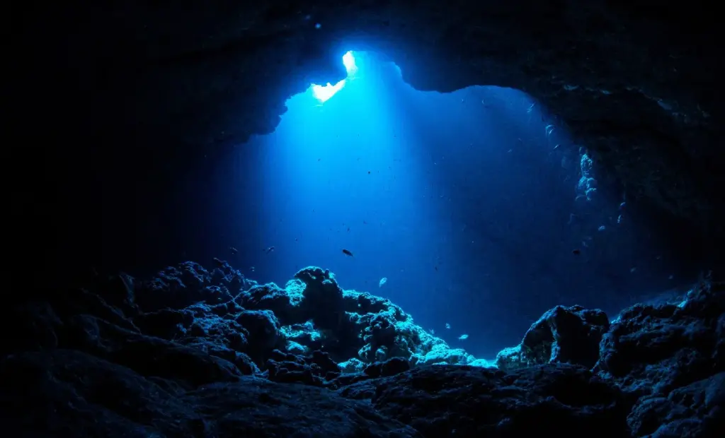 Proč hlubokomořští experti najednou mluví jen o modré sasance z Japonska