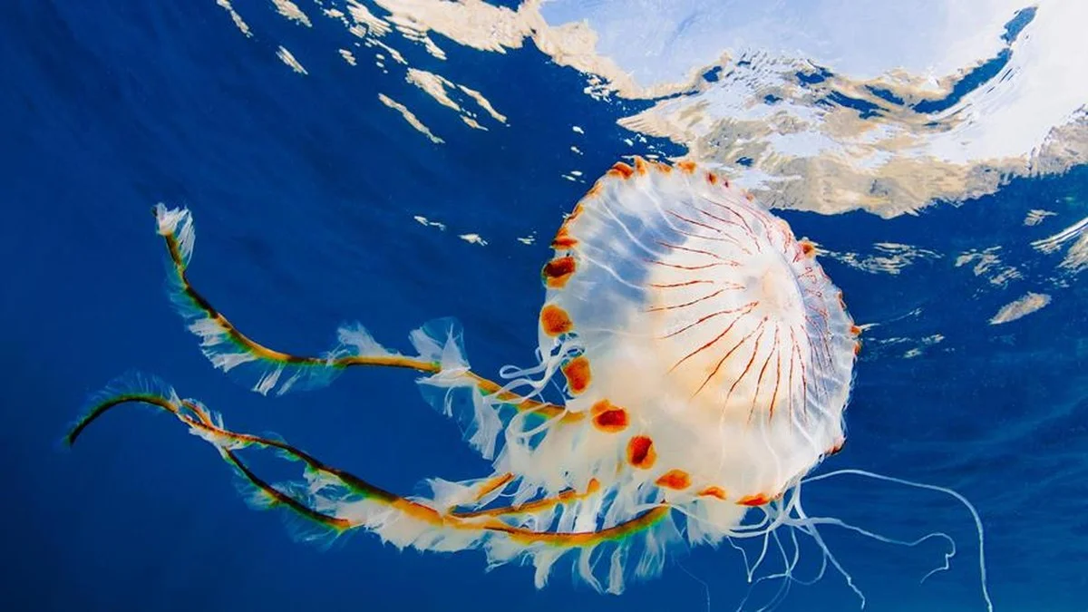 Proč hlubokomořští experti najednou mluví jen o modré sasance z Japonska - image 2