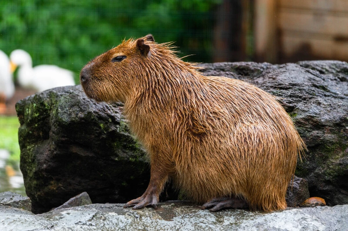 Proč krokodýli nesežerou kapybary? Bizarní pravda za jejich mírovou dohodou - image 2