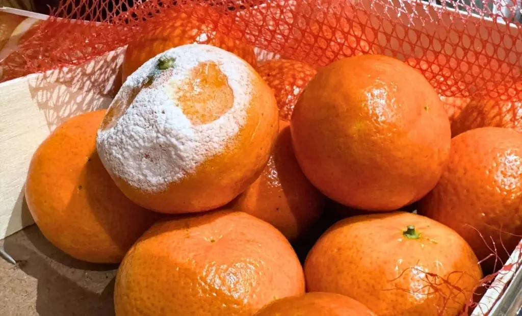 Proč ovoce hnije v kuchyni příliš rychle? Zazimujte ho bez nákladů a jednoduše.