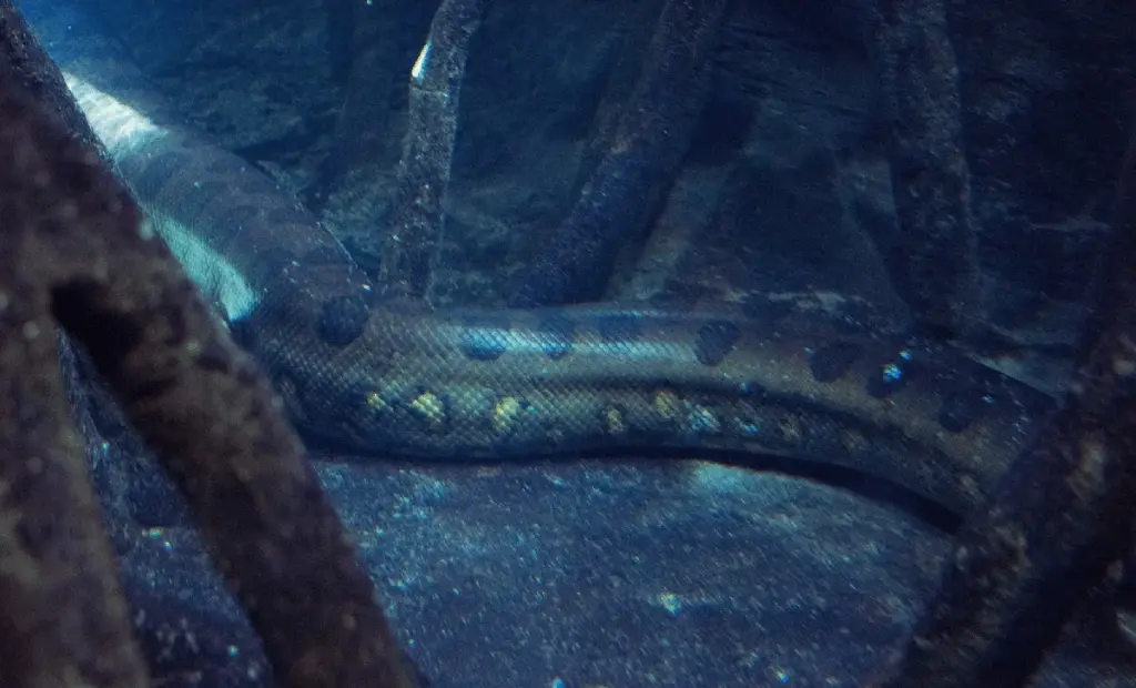 Proč se experti bojí: Obří had z dob prvohor lovil žraloky a měřil jako městský autobus