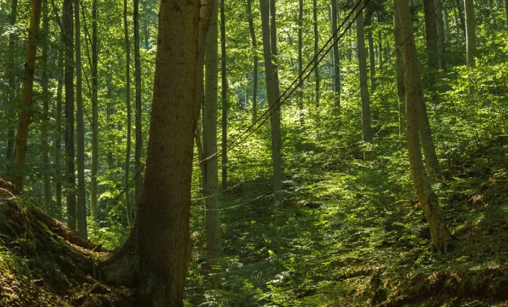 Proč se experti přestali smát: Pták, který zmizel na 100 let, se náhle ukázal v australské poušti