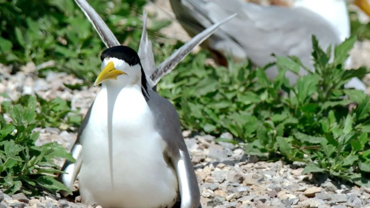 Proč se experti přestali smát: Pták, který zmizel na 100 let, se náhle ukázal v australské poušti - image 2
