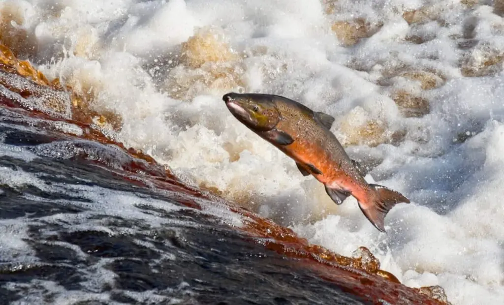 Proč se lososi vrátili do anglických řek po 10 letech a co to znamená pro vaše zahradní jezírko