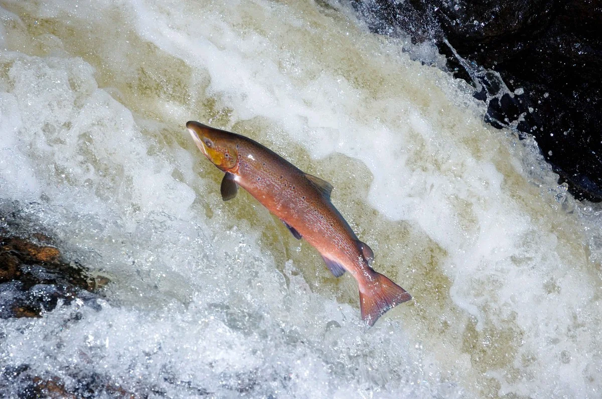 Proč se lososi vrátili do anglických řek po 10 letech a co to znamená pro vaše zahradní jezírko - image 1