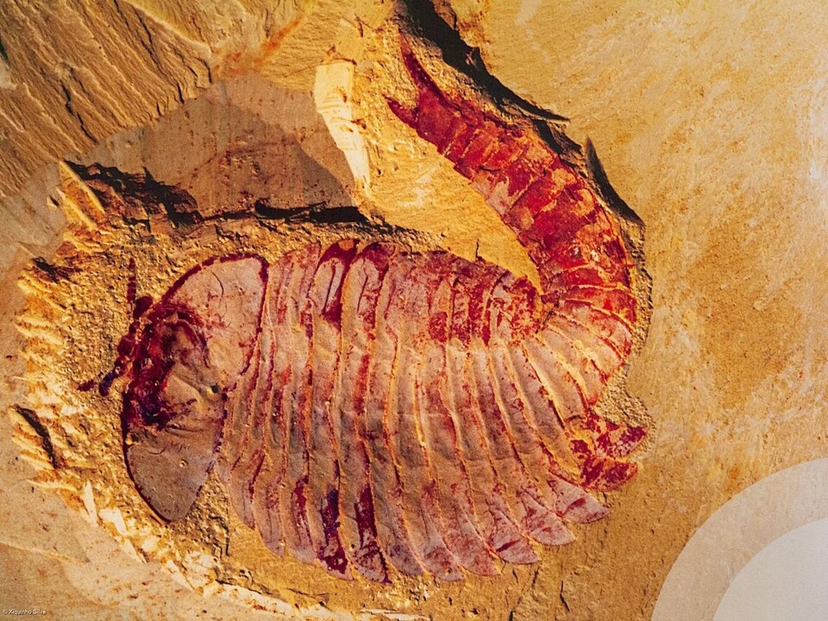 Proč se v Grand Canyonu náhle objevily fosílie staré půl miliardy let, které zde neměly být - image 1