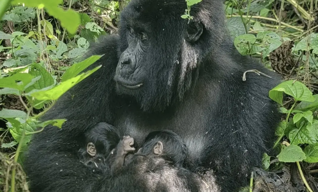 Proč se v Kongu radují: Dvojčata goril dávají naději na záchranu celého druhu