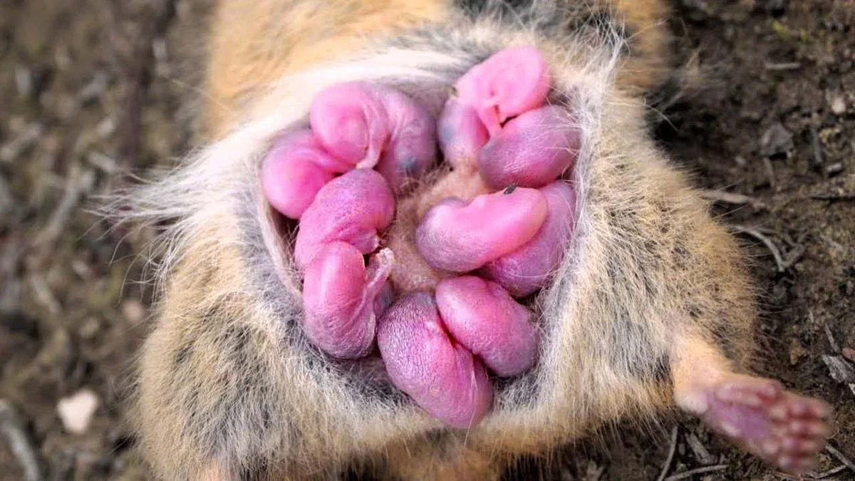 Proč se v Kongu radují: Dvojčata goril dávají naději na záchranu celého druhu - image 2