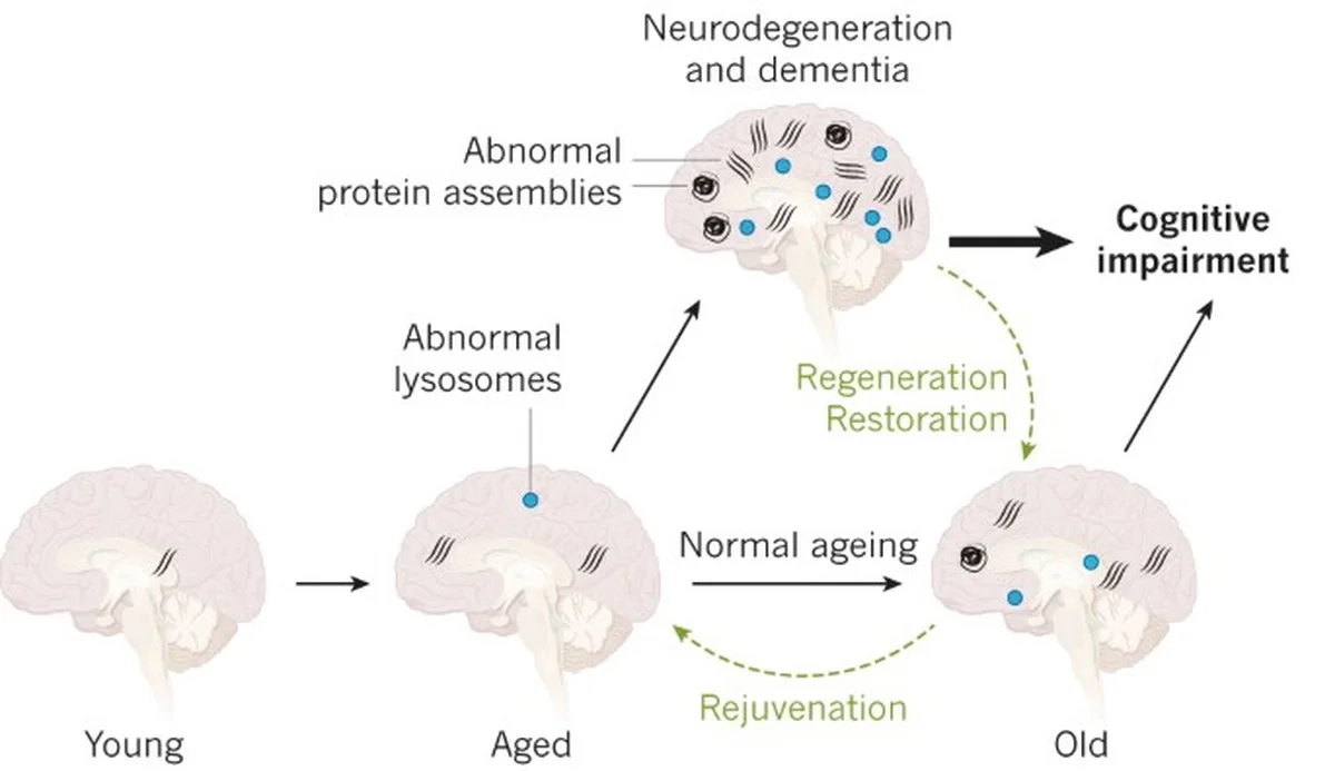 Proč vaše paměť najednou selhává: Odhalení vědců - image 2