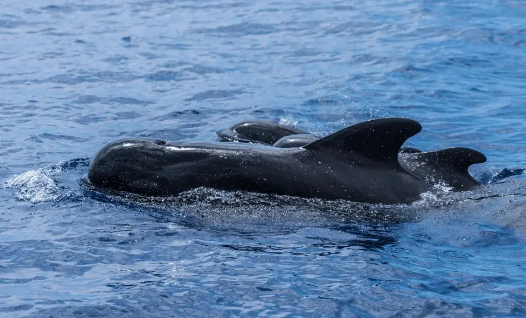 Proč zkušení biologové říkají: „Tento savec má mozek chytřejší než my“