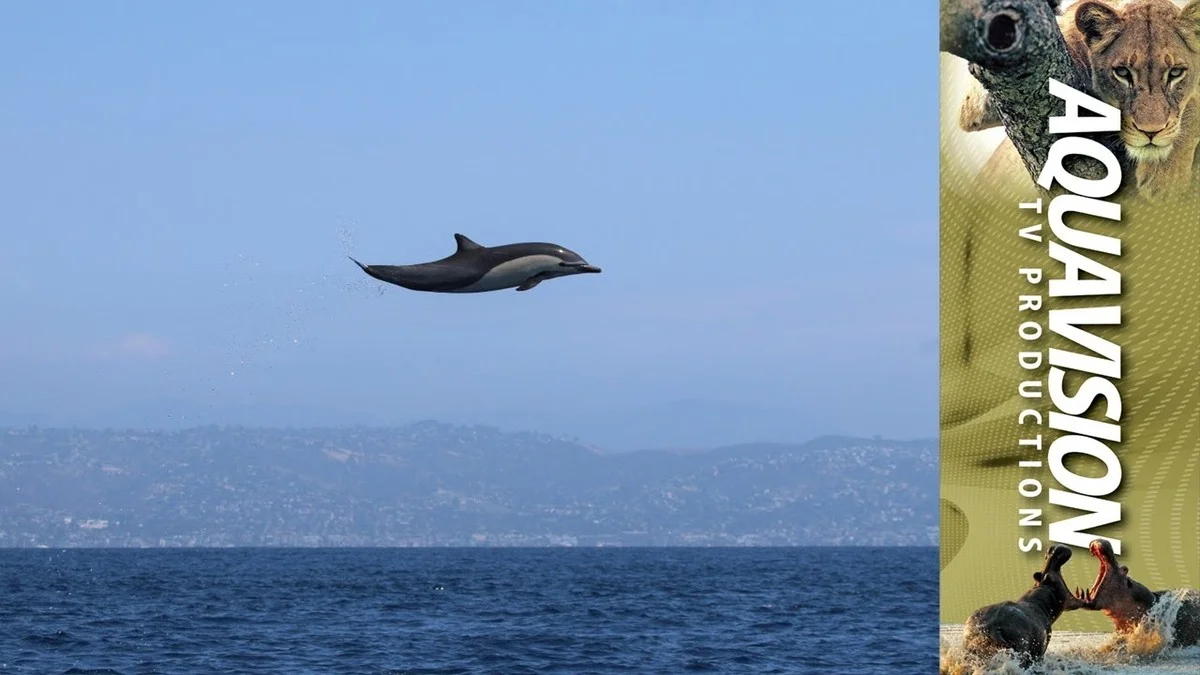 Proč zkušení biologové říkají: „Tento savec má mozek chytřejší než my“ - image 2