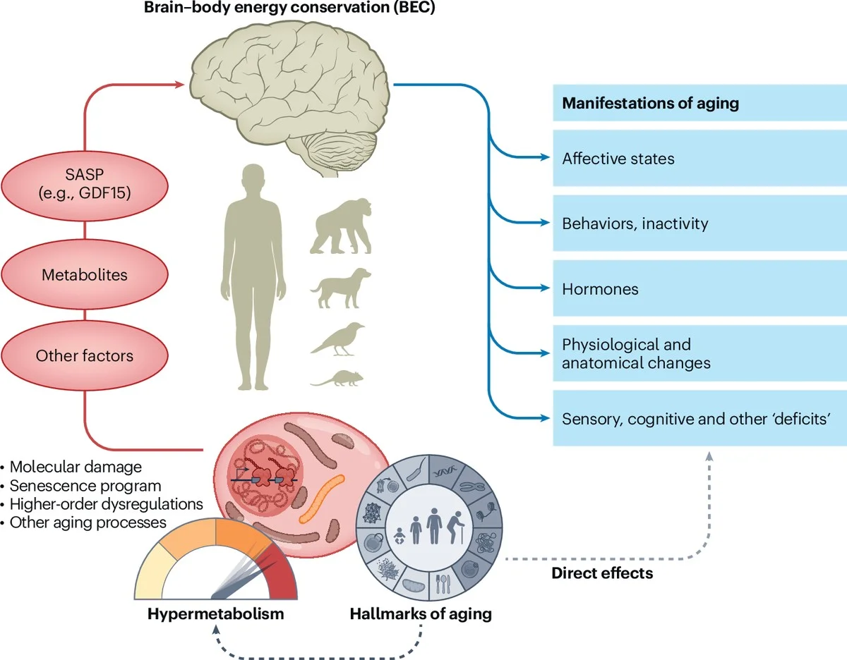 Proč zkušení neurovědci vkládají speciální látku do modelů Alzheimerovy choroby - image 2