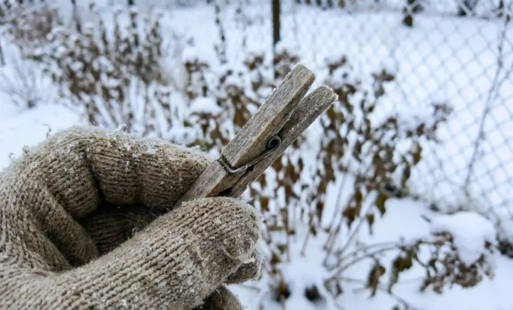 Proč zkušení zahrádkáři používají obyčejný kolíček na prádlo k záchraně úrody před mrazem