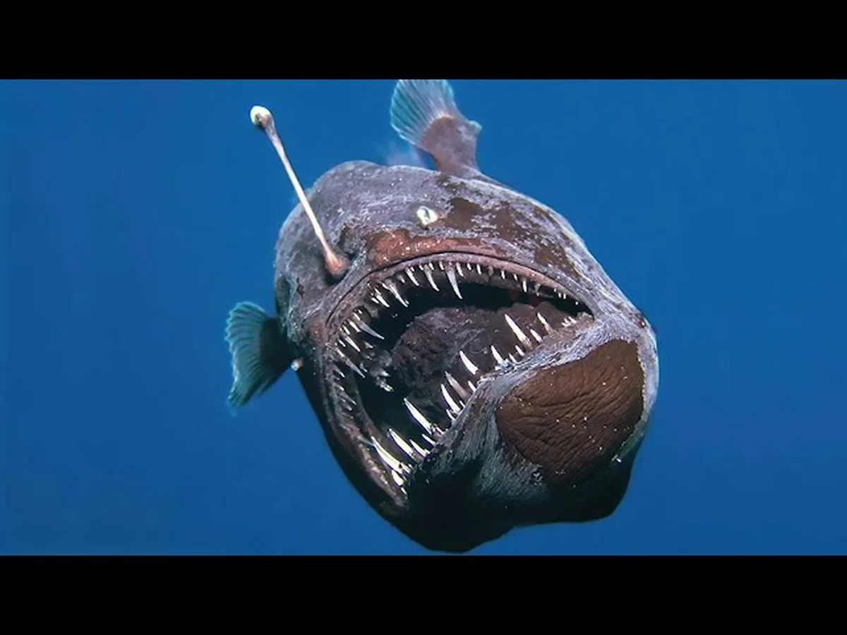 Rybář objevil legendární „krále lososů