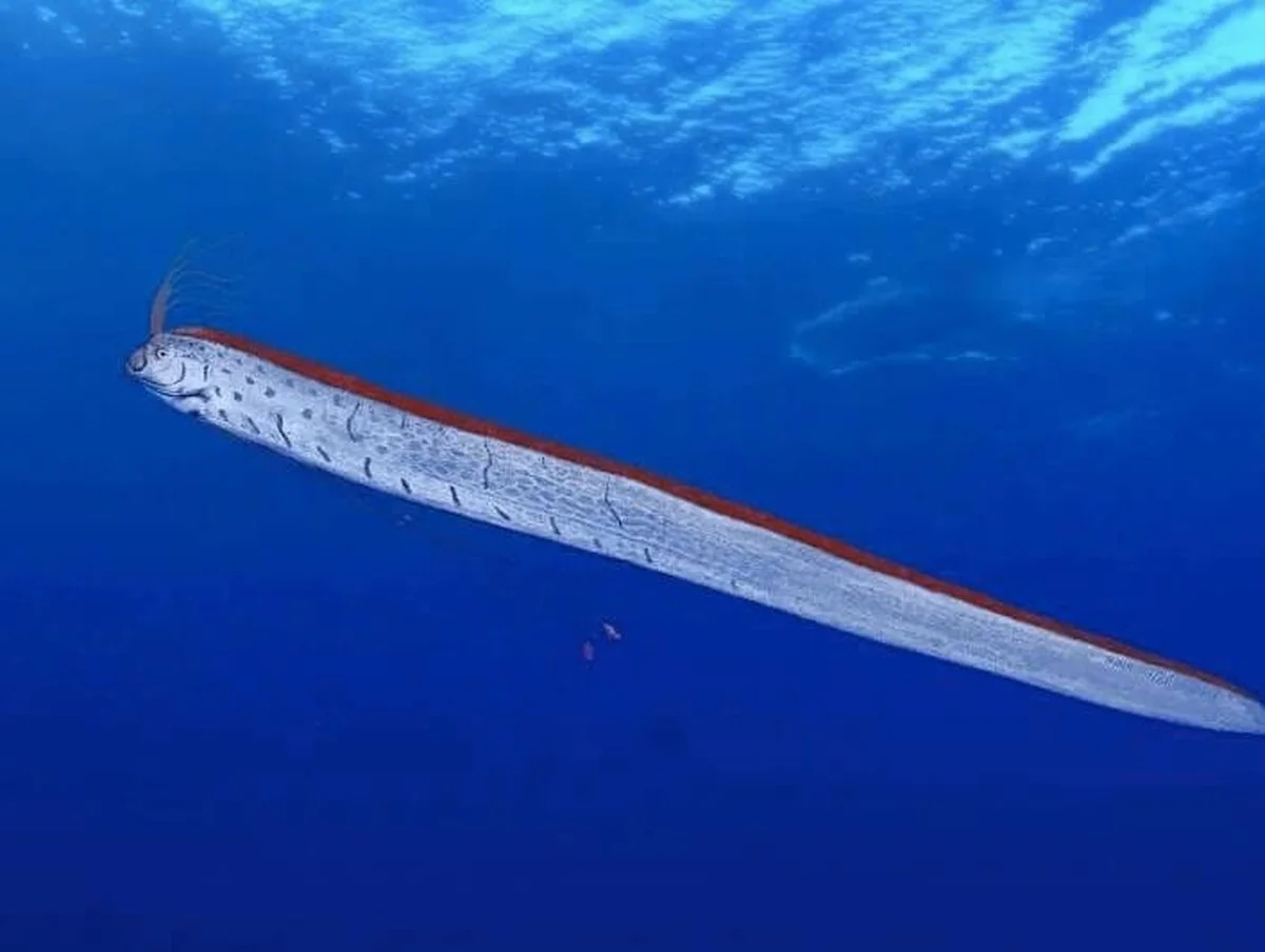 Rybář objevil legendární „krále lososů