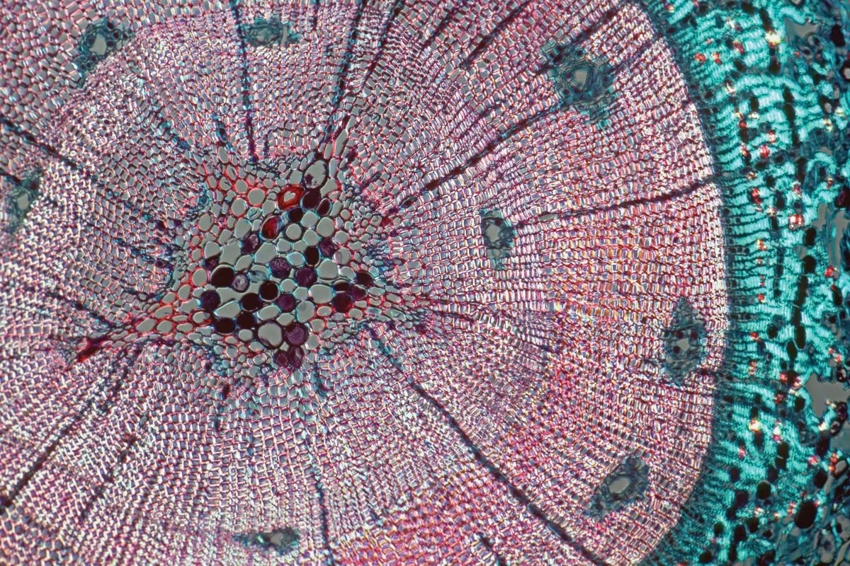 Skrytá dálnice v mozku: Proč vědci najednou vidí síť, na které závisí paměť - image 2