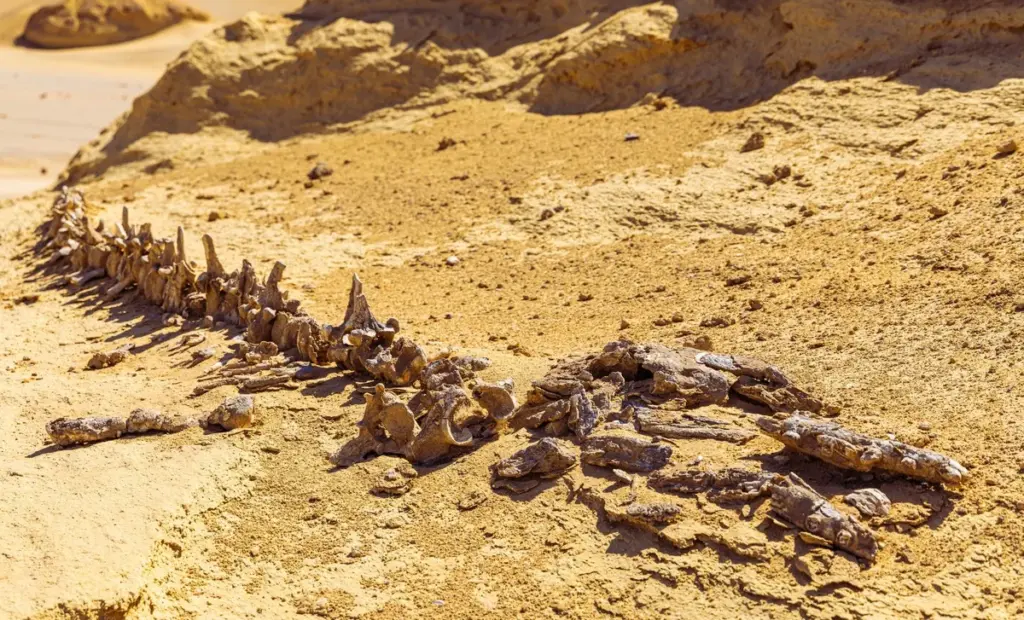 Tajemství 5000 let starých brazilských harpun: Víme, proč lovili velryby dříve než Vikingové