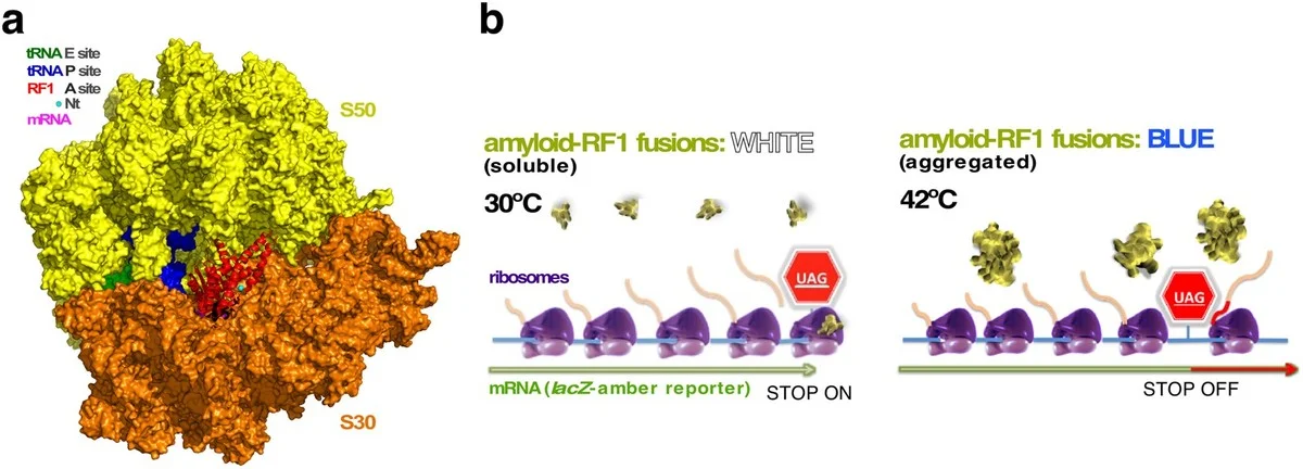 Tato jedna bakterie porušila Zlaté pravidlo biologie. Mění pohled na naše vlastní geny - image 2