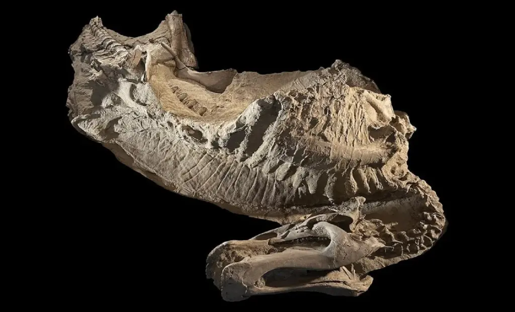 Tri dôvody, prečo vykopávky vo Wyomingu menia náš pohľad na to, ako naozaj vyzerali dinosaury