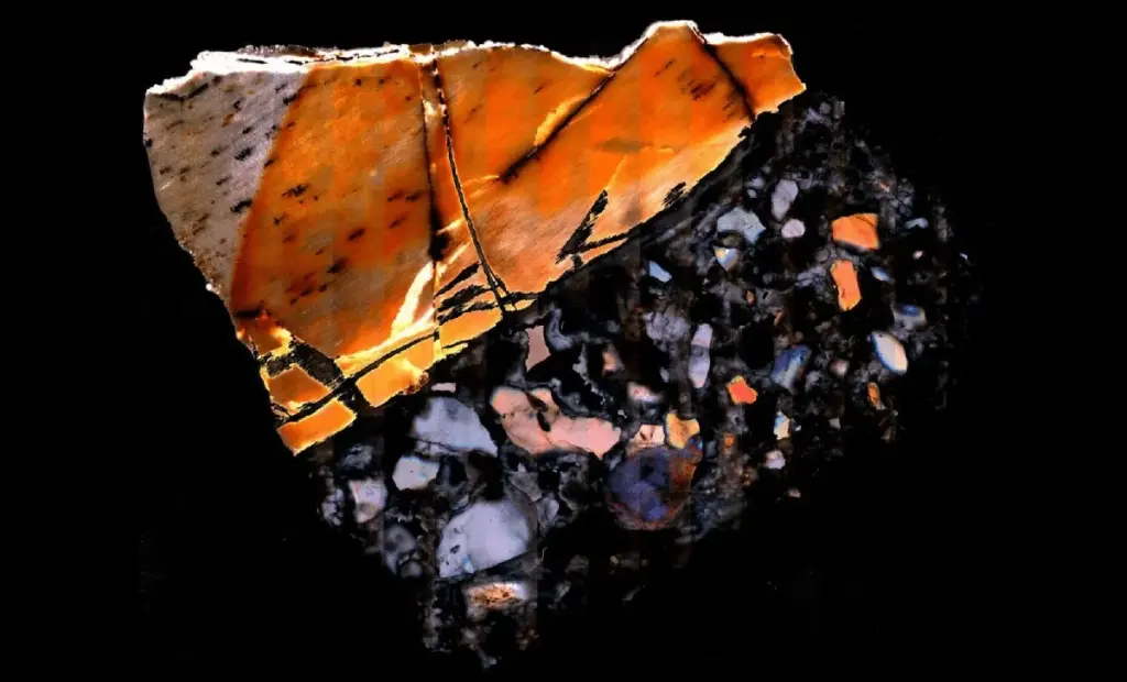 Tří milionů let stará kost skrývá neuvěřitelné: Vědci objevili v africkém hlodavci stopy spavé nemoci