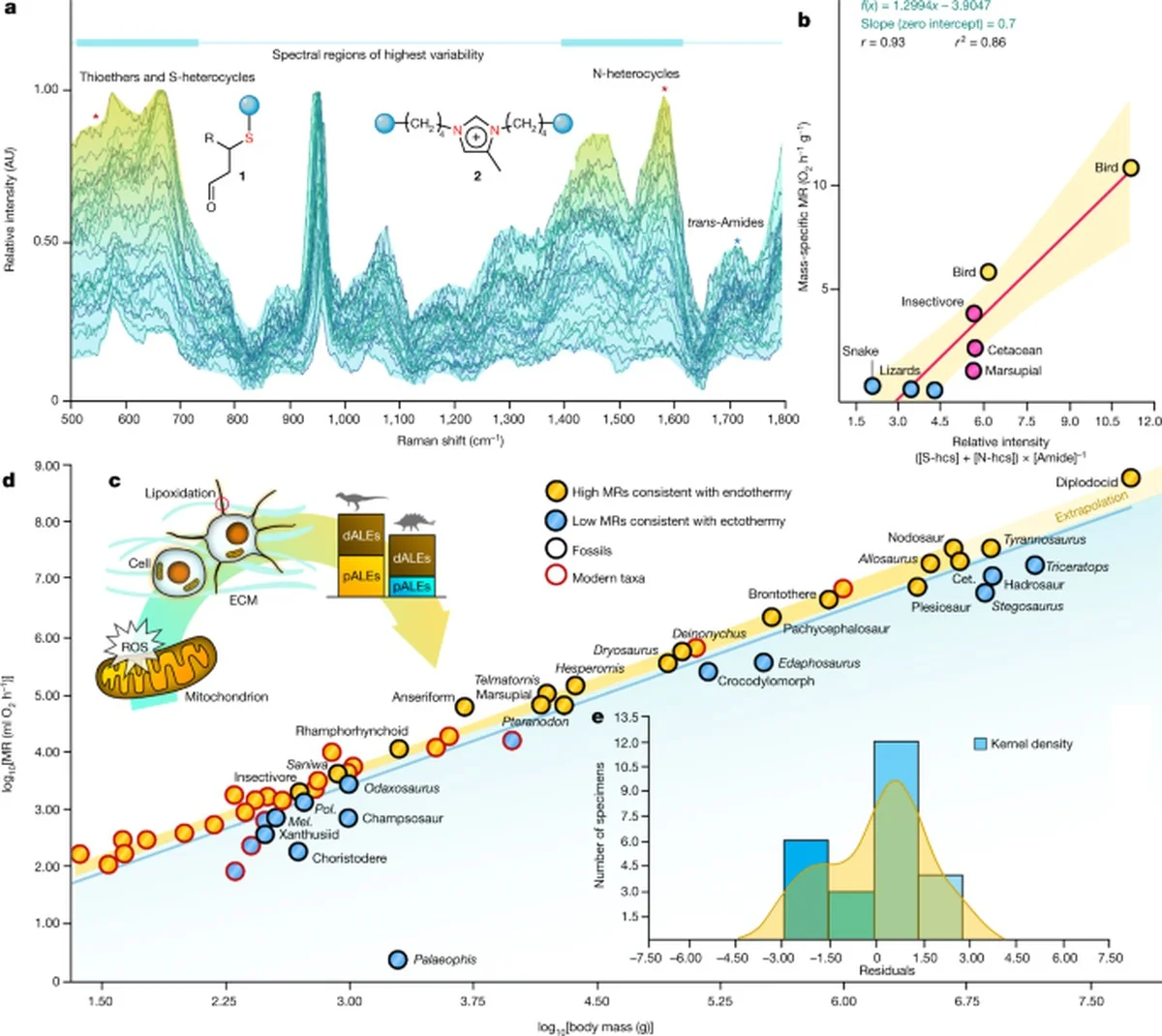 Tří milionů let stará kost skrývá neuvěřitelné: Vědci objevili v africkém hlodavci stopy spavé nemoci - image 2