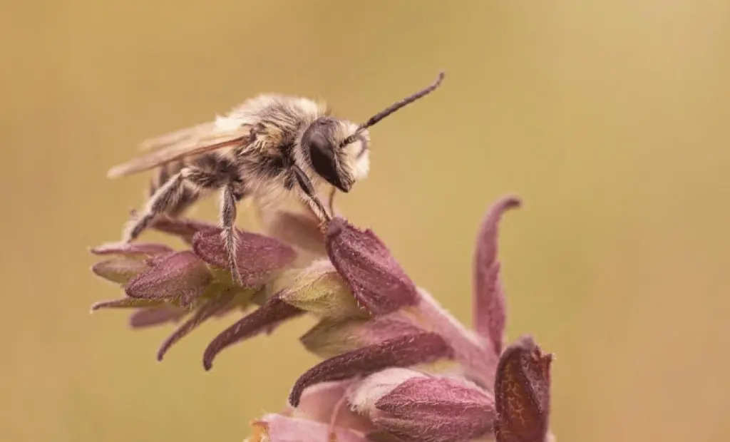 Včela zrzavá: 20letý návrat na pobřeží Cornwallu po zapomnění