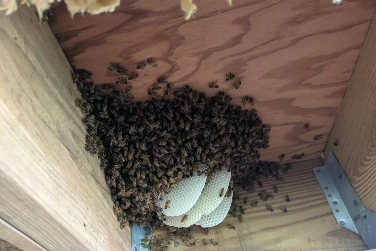 Včela zrzavá: 20letý návrat na pobřeží Cornwallu po zapomnění - image 1