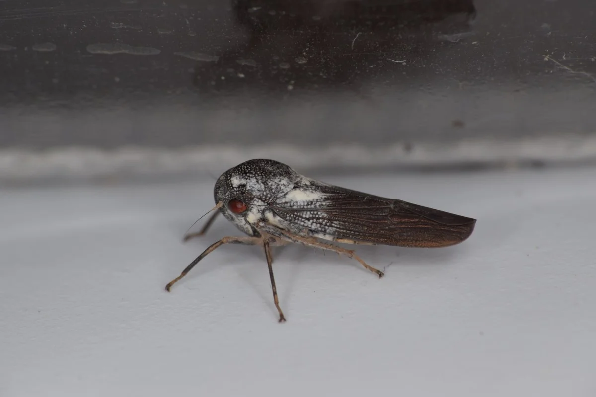 Včela zrzavá: 20letý návrat na pobřeží Cornwallu po zapomnění - image 2