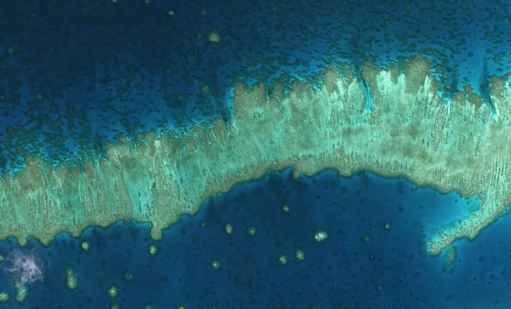 Vědci bijí na poplach: Velký korálový útes čeká kolaps už v roce 2026? A co můžete dělat vy