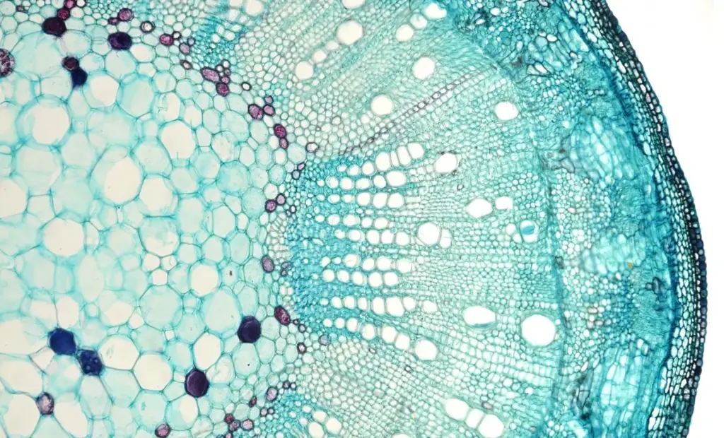 Vědci budují mikroskopické stroje přímo v buňkách: revoluce v buněčné biologii