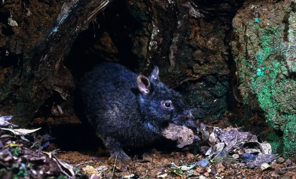 Vědci konečně odhalili: Proč má tento japonský králík tlapky jako prehistorický dinosaurus