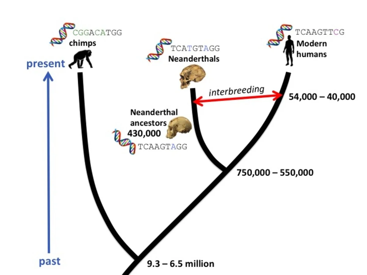 Vědci konečně přiznali: Naše evoluční časová osa je možná úplně špatně - image 2