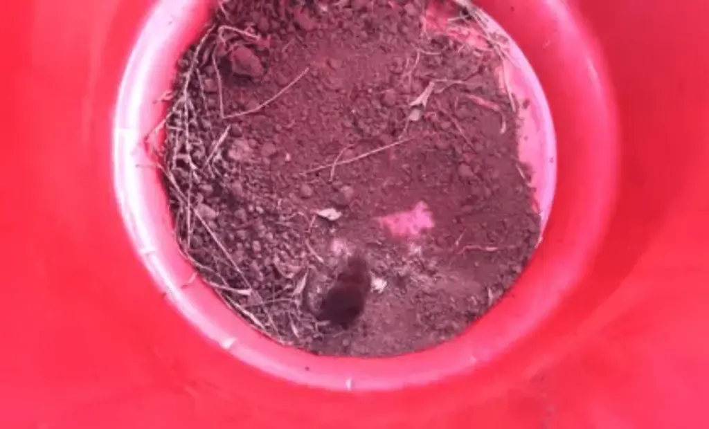 Vědci objevili v Etiopii nového savce – je opravdu neskutečně malý