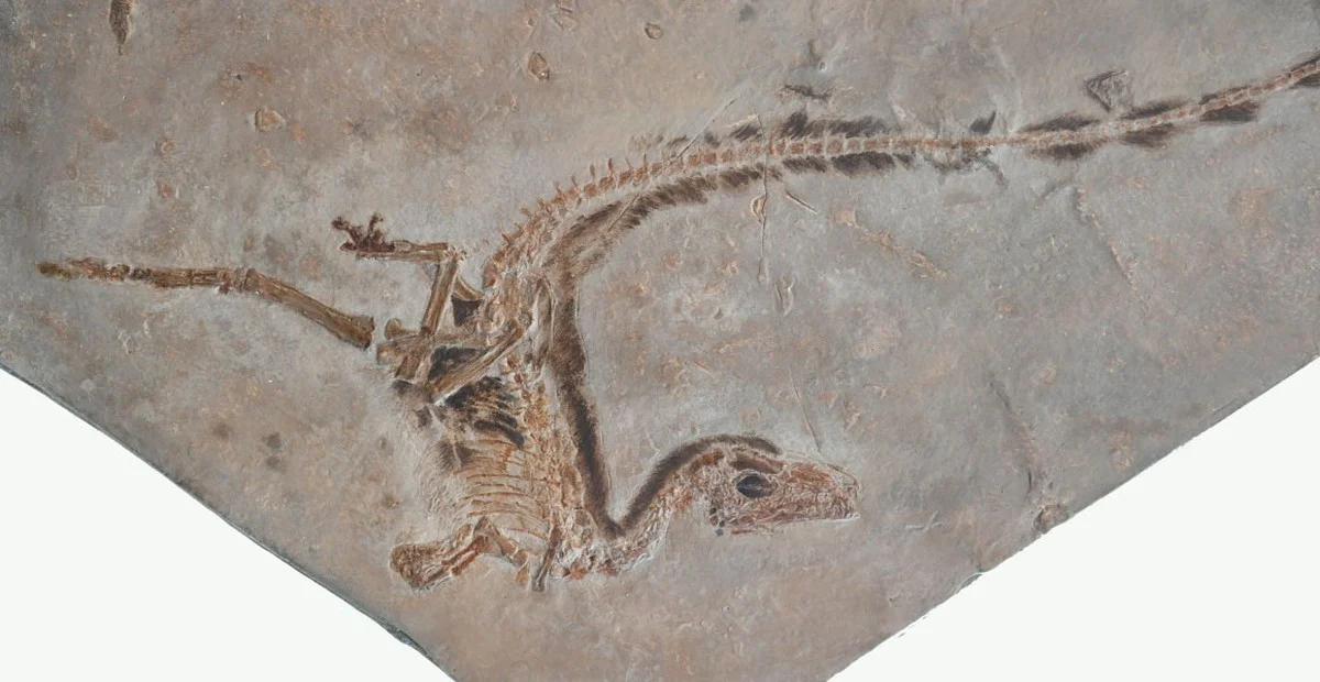 Vědci objevili v Texasu kostru, která mění mapu dinosaurů: Stále jsme si mysleli, že tam nemůže být - image 1