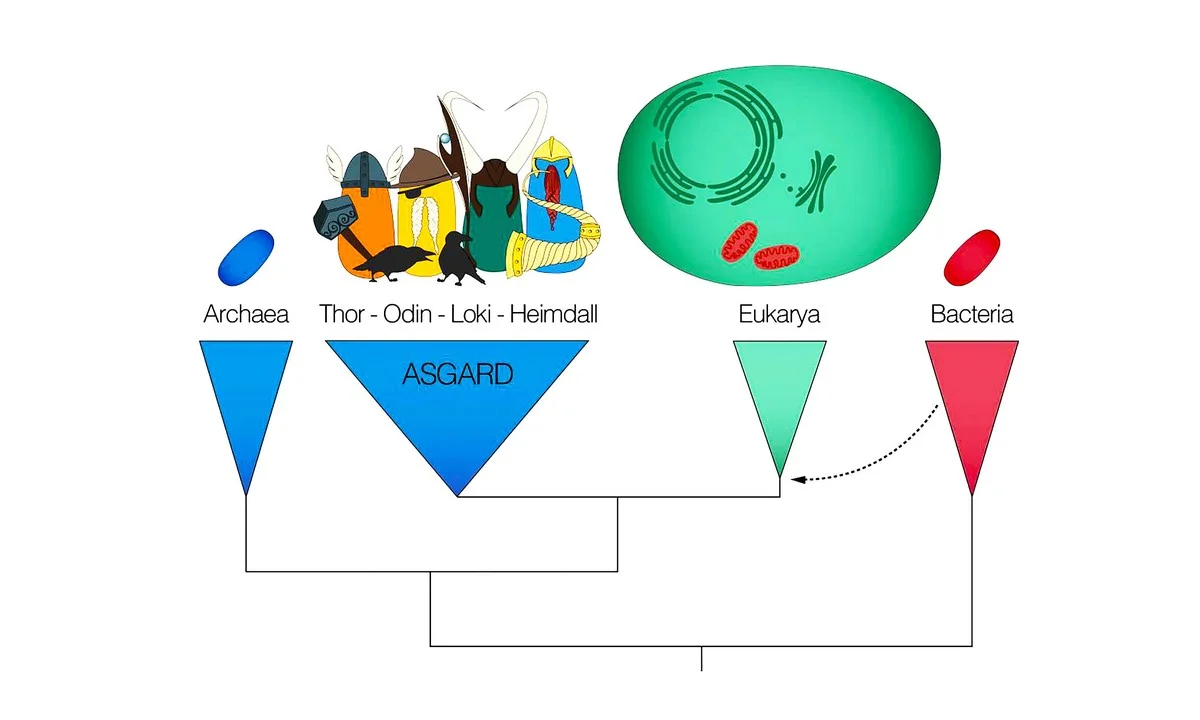 Vědci zjistili, že lidé jsou vlastně z Asgardu: Váš prapředek je mikrob, který žije v sedimentech - image 1