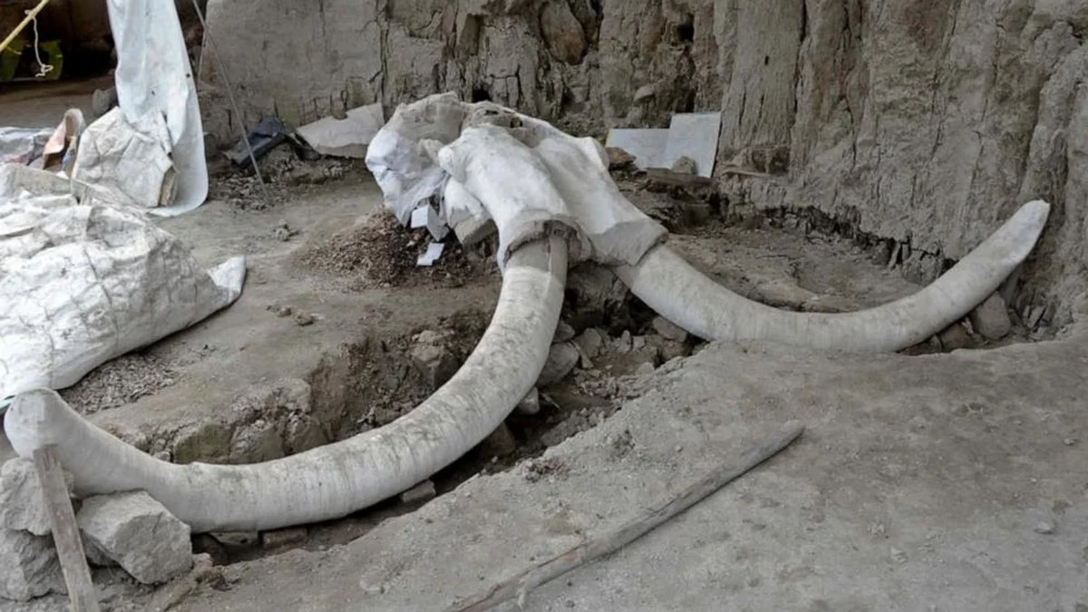 Vinař rozšiřoval sklep a našel kosti 40 000 let starého mamuta. Podívejte se, jak vypadají - image 1