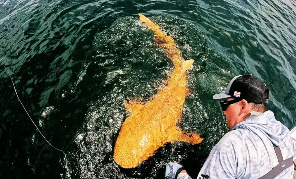 Vzácný „zlatý žralok“ u pobřeží Kostariky. Co prozrazuje jeho barva o tajném životě oceánu?