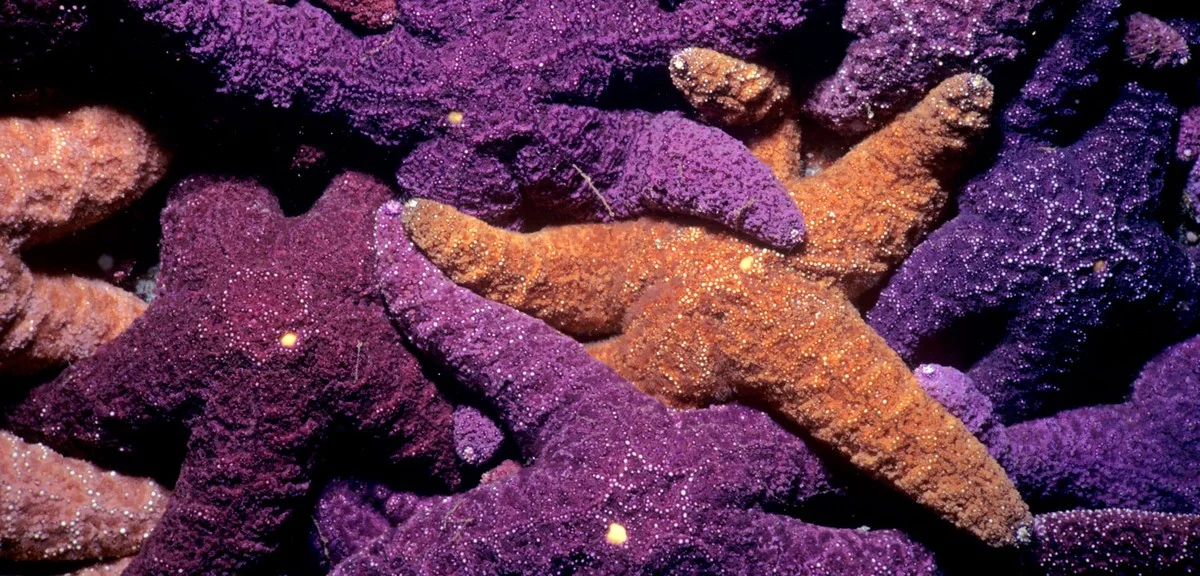 Vzácný „zlatý žralok“ u pobřeží Kostariky. Co prozrazuje jeho barva o tajném životě oceánu? - image 2