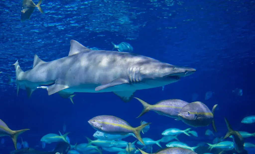 Záhada pro paleontology: Proč ryby s čelistmi ovládly svět po katastrofě před 445 miliony let