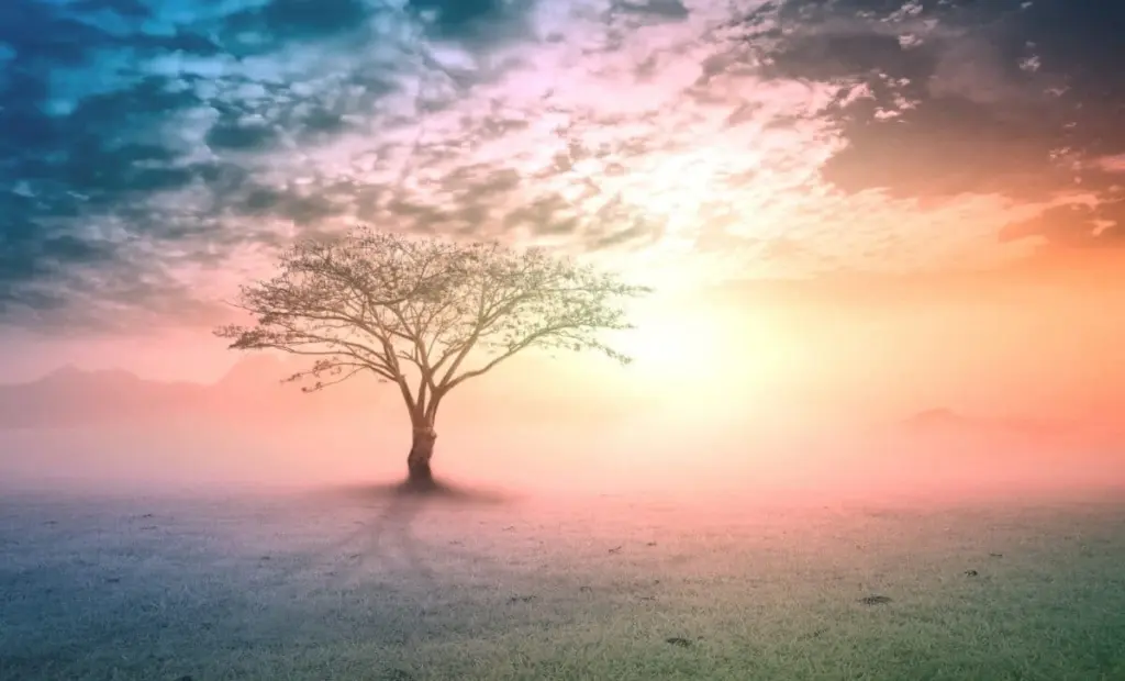 600 milionů let stará záhada vyřešena: Vědci identifikovali první větev na stromu života