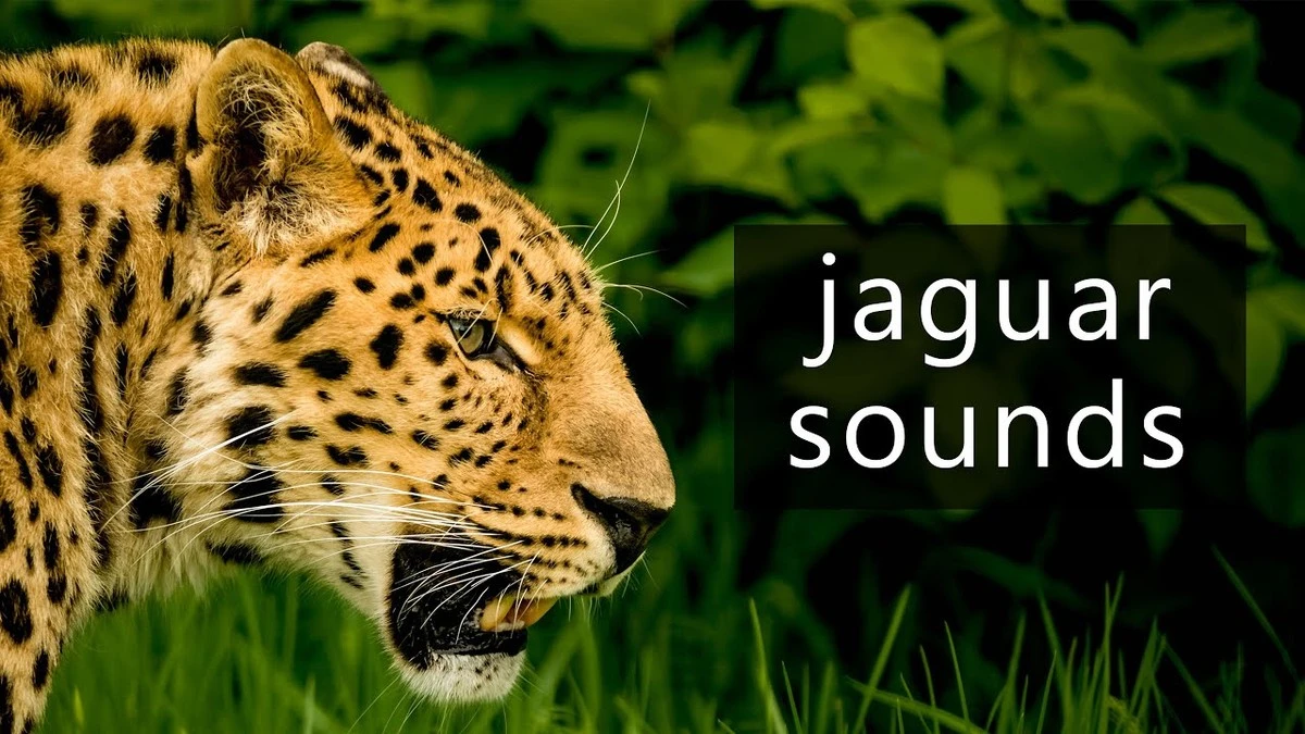 Jaguáři z Brazílie překvapili. Zachyceni při zvucích, které připomínají koťata - image 1