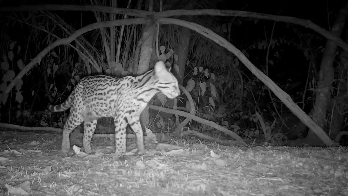 Jaguáři z Brazílie překvapili. Zachyceni při zvucích, které připomínají koťata - image 2