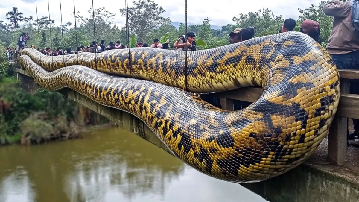 Ještě větší než si myslíš: Poznejte 