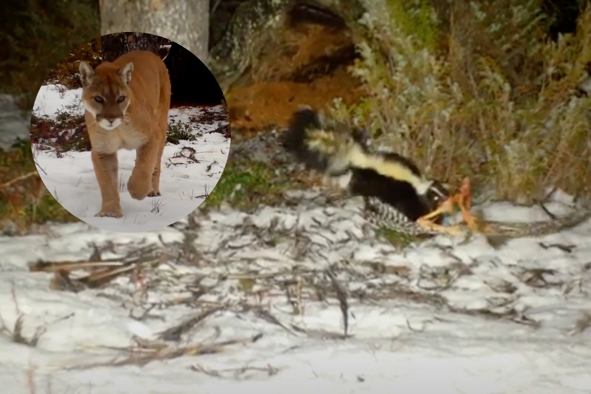 Lišák proti horskému lvovi: Skunkova odvaha překvapila experty na trail kamerách - image 1